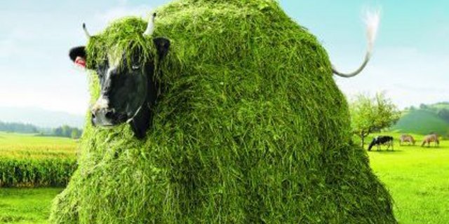 Lovely unter Beschuss: Die Bedeutung der Marketingkuh für erfolgreichen Milchabsatz ist umstritten. (Bild: zVg)