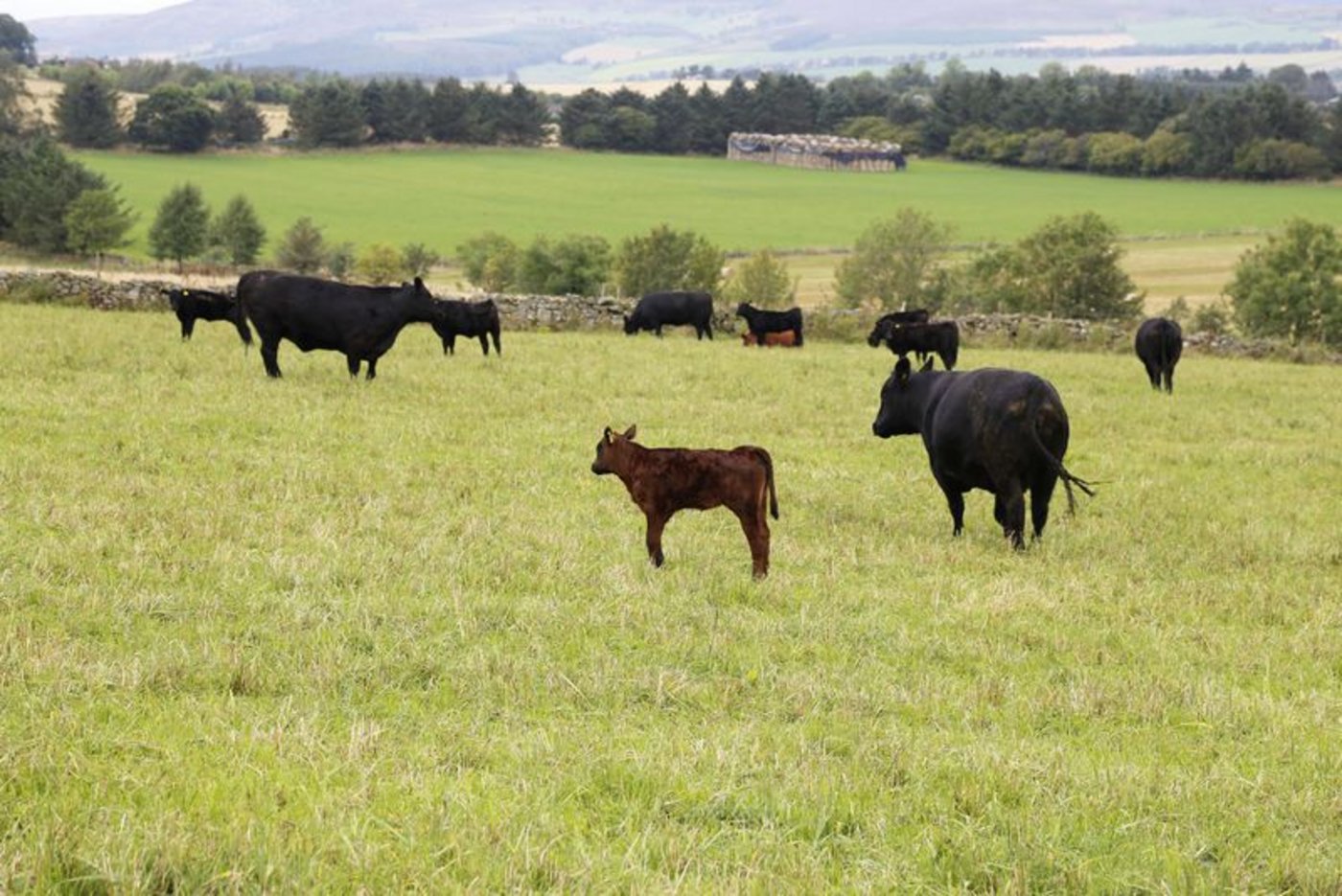 Schottland ist bekannt für seine Angus-Rinder. Ihr Fleisch darf künftig von Privatpersonen aber nicht mehr aus Schottland in die Schweiz mitgenommen werden. (Bild lid/ji)
