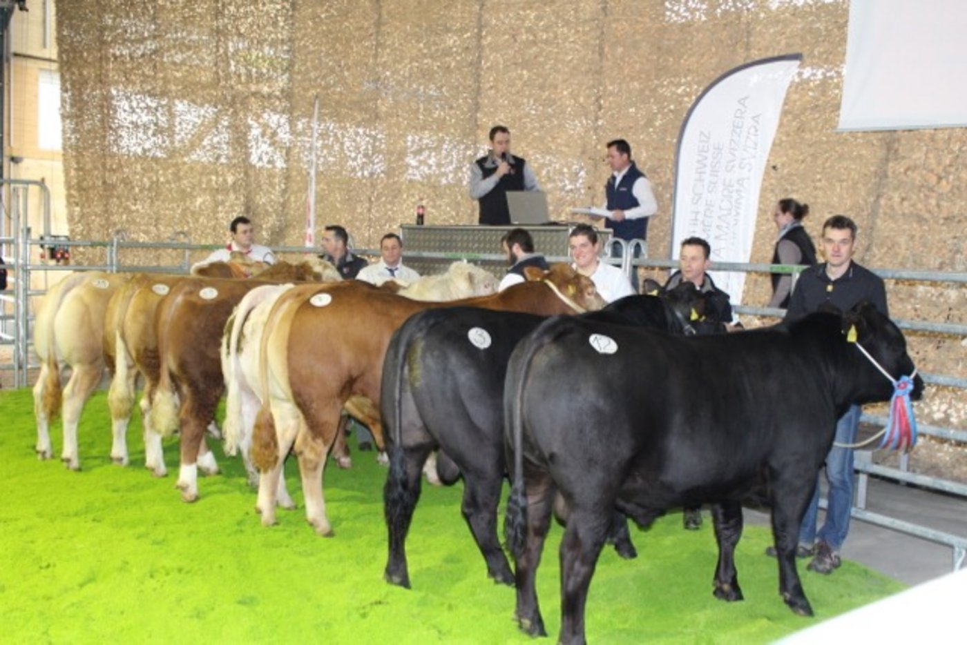 Der Stierenmarkt bietet dem Käufer eine breite Palette der Schweizer Fleischrinderzucht. (Bild Mutterkuh Schweiz)