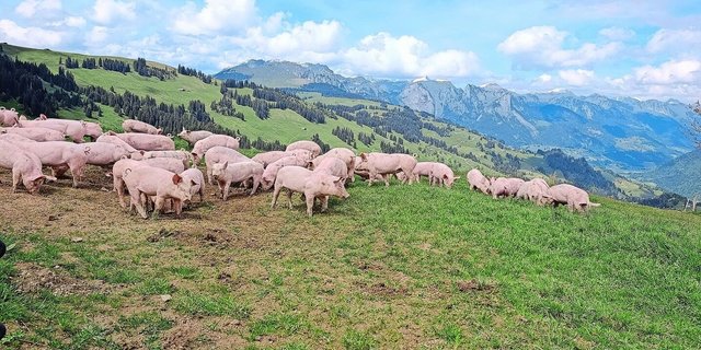 Die Schotte wird auf der Site Alp an die Alpschweine vertränkt. Wie die Kühe dürfen auch die Schweine auf ihre Weide.