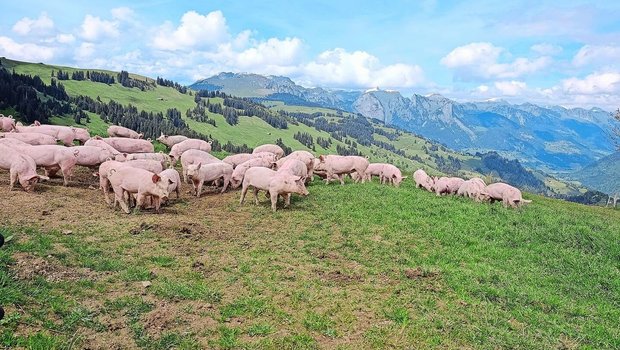 Die Schotte wird auf der Site Alp an die Alpschweine vertränkt. Wie die Kühe dürfen auch die Schweine auf ihre Weide.