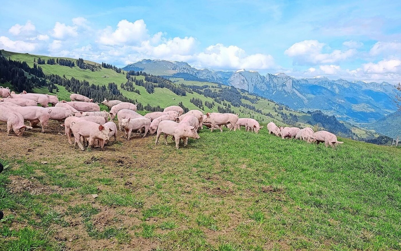 Die Schotte wird auf der Site Alp an die Alpschweine vertränkt. Wie die Kühe dürfen auch die Schweine auf ihre Weide.