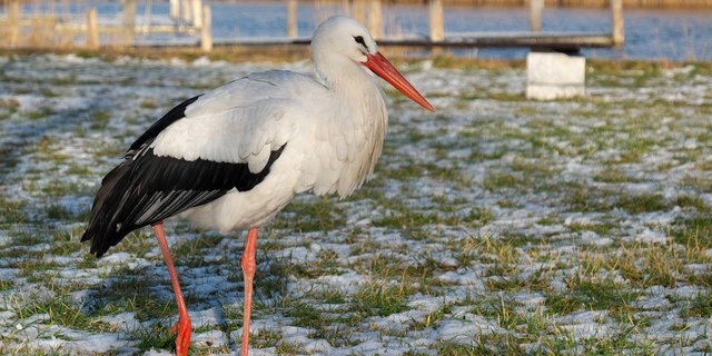 Störche sind leicht zu erkennen: Sie haben ein weisses Gefieder mit schwarzen Arm- und Handschwingen, Schnabel und Beine sind leuchtend rot. Der ganze Vogel misst etwa 110 Zentimeter und hat eine Flügelspannweite von über zwei Metern. (Bild rusterche/Pixabay)