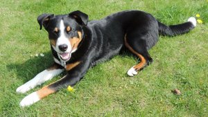 Ausserrhoden liebt seine Sennenhunde appenzell-mountain-dog-pixabay.jpg