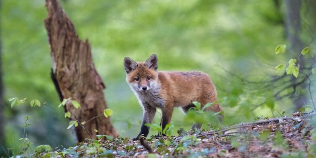 Der Fuchs ist mittlerweile zum Kulturfolger geworden. Neue Studien weisen darauf hin, dass die Tiere schon seit langer Zeit vom Menschen zurückgelassene Abfälle fressen. (Bild Pixabay)