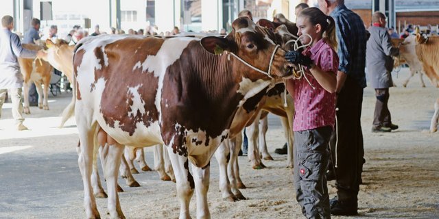 Ob die Muni in diesem Jahr in Thun auflaufen, ist noch nicht sicher. Die Organisatoren treffen Abklärungen.(Bild ad)