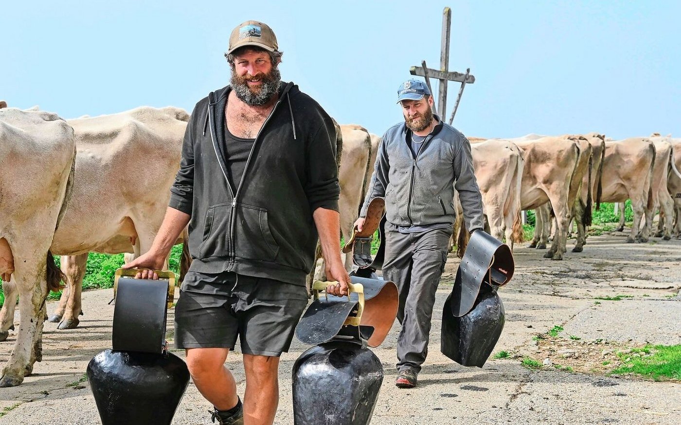 Die letzten Vorbereitungen für den Alpabzug. Die Helfer tragen die schweren Glocken und befestigen sie an den Kühen.