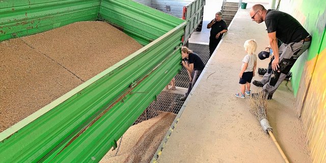 Gespannte Blicke beim Abladen von Weizen im Getreidecenter Freiamt letzten Dienstag. Die Kipper waren weniger voll als in anderen Jahren. 