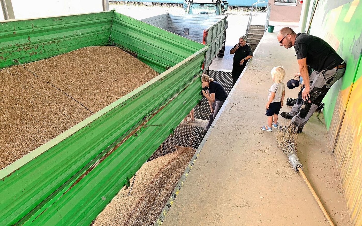 Gespannte Blicke beim Abladen von Weizen im Getreidecenter Freiamt letzten Dienstag. Die Kipper waren weniger voll als in anderen Jahren. 