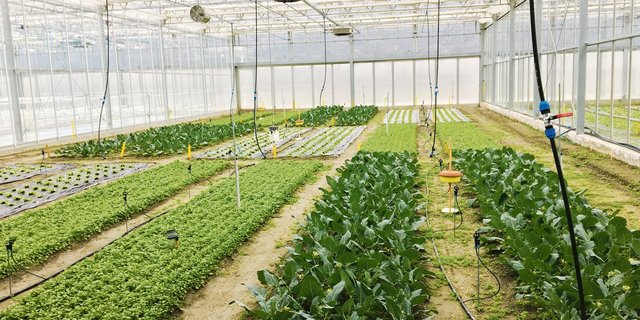 Das Forschungsprojekt «Greenresilient» widmet sich der Förderung von Diversität in Bio-Gewächshäusern.(Bild Sandrine Eberle)