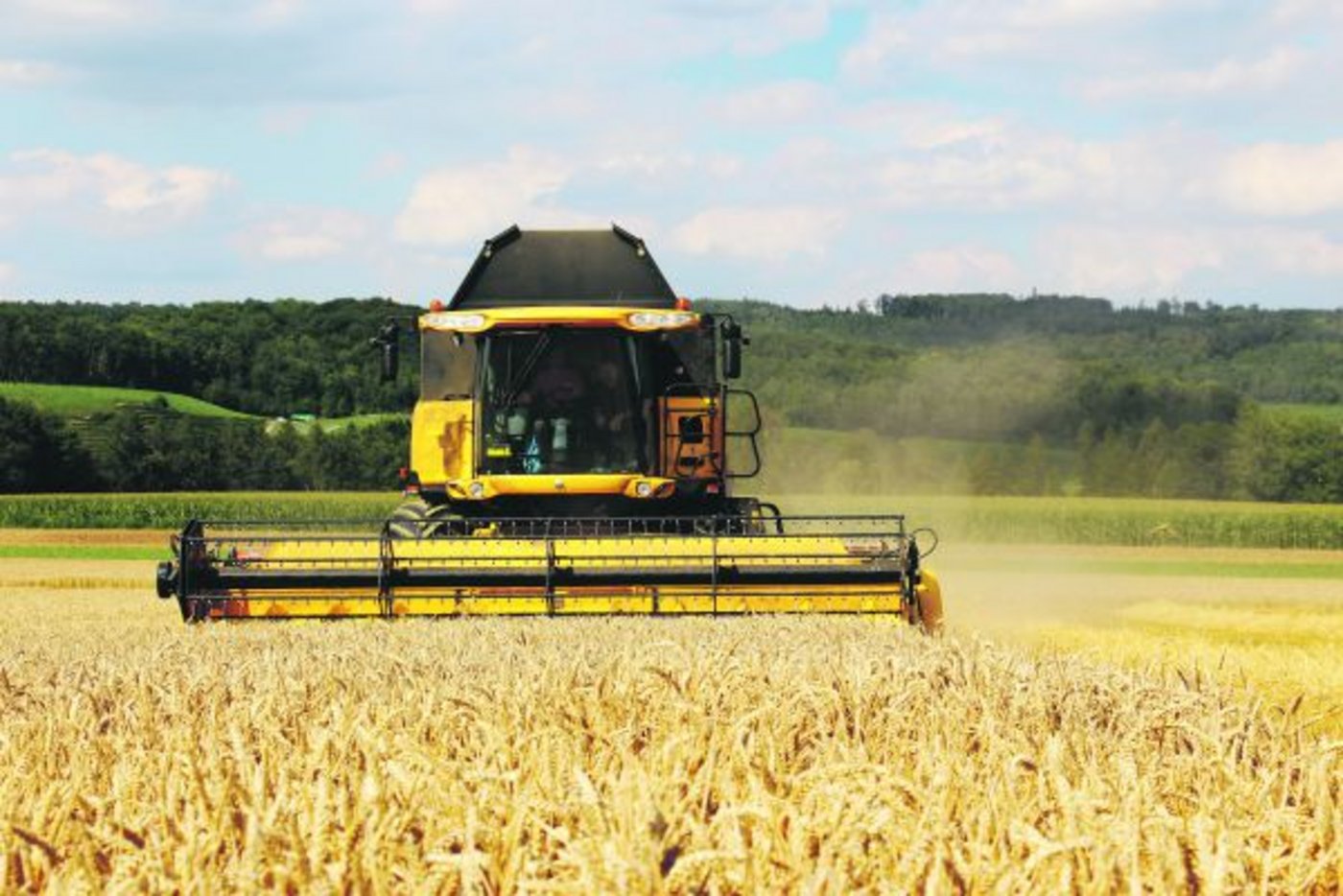 Die Ernte war gut, die Lager sind voll. Deshalb fordert IP-Suisse von den Bauern, im Herbst weniger Brotweizen zu säen. (Bild Hans Rüssli)