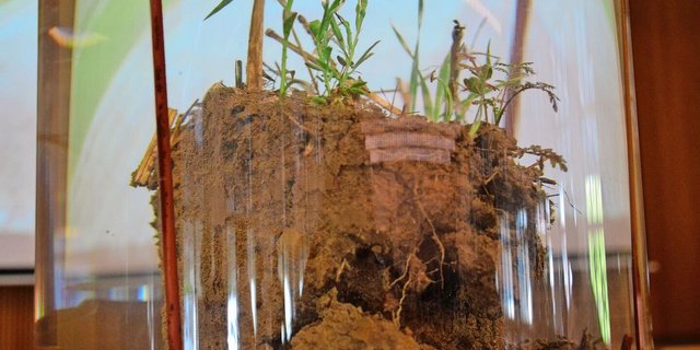 Klares Wasser, stabile Krümel: Ein langjähriger Direktsaat-Boden.