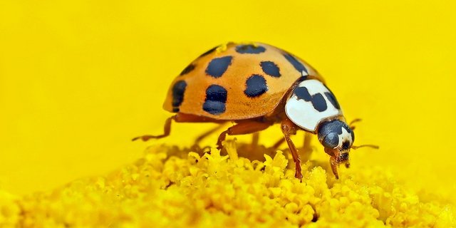 Am häufigsten sind asiatische Marienkäfer in hellem Orange. Es gibt aber auch schwarze Käfer mit roten Punkten. (Bild Pixabay)