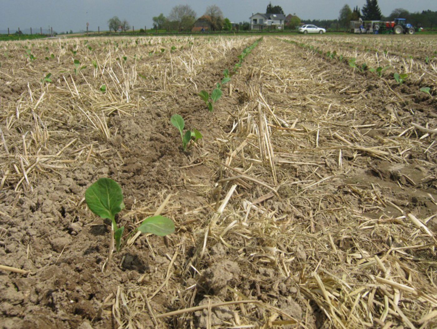 Reto Minder ist überzeugt, dass mit den No-Till-Verfahren Problemen wie Erosion begegnet werden kann. Selbst Rosenkohl wird bei ihm pflu