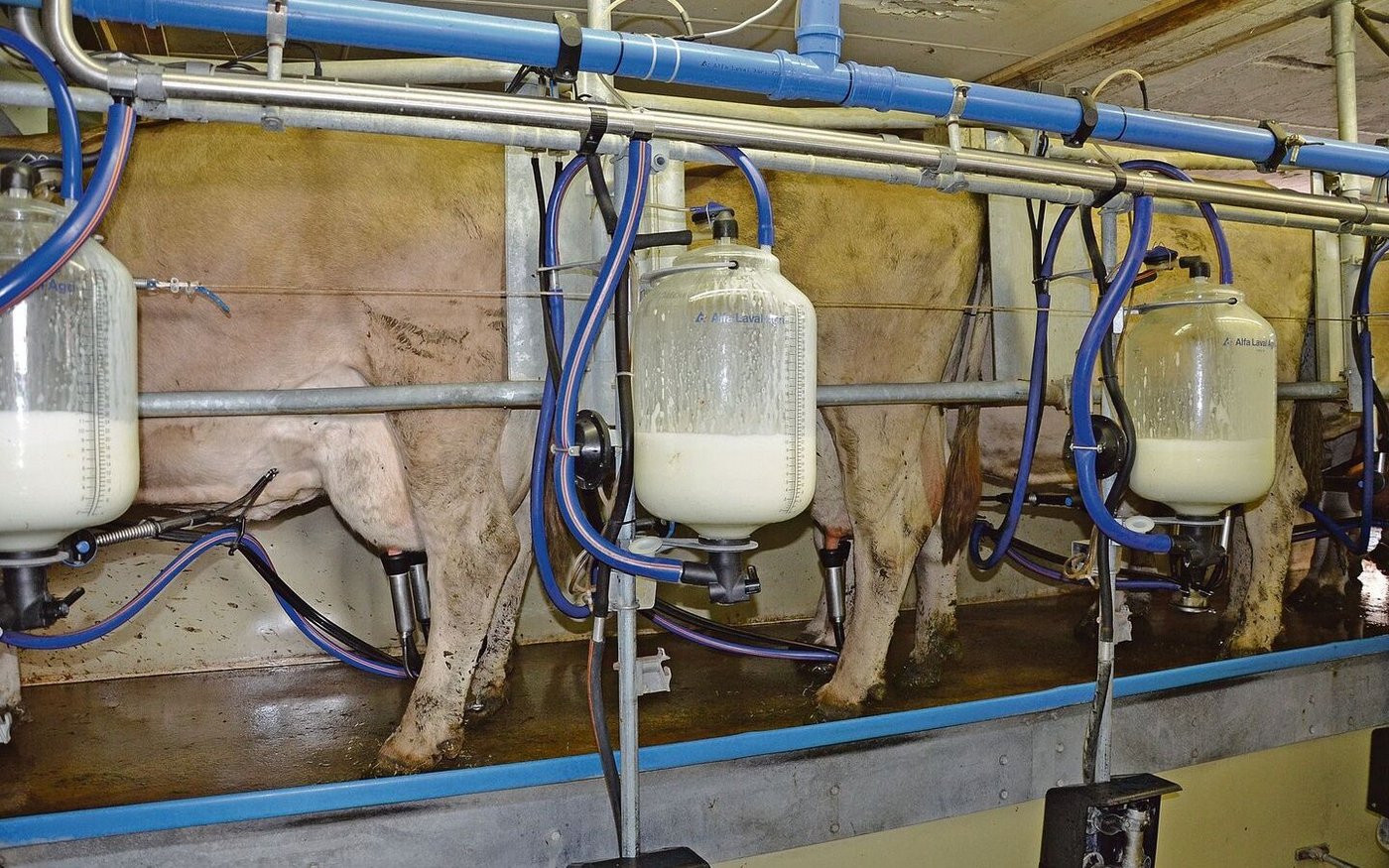 Knappe Biomilch auch in der Zentralschweiz: Wer jetzt umstellt, wird problemlos in den Biomilchkanal liefern können.