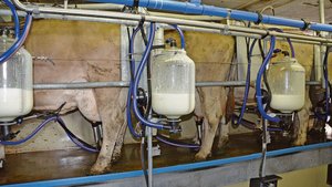 Knappe Biomilch auch Knappe Biomilch auch in der Zentralschweiz: Wer jetzt umstellt, wird problemlos in den Biomilchkanal liefern können.