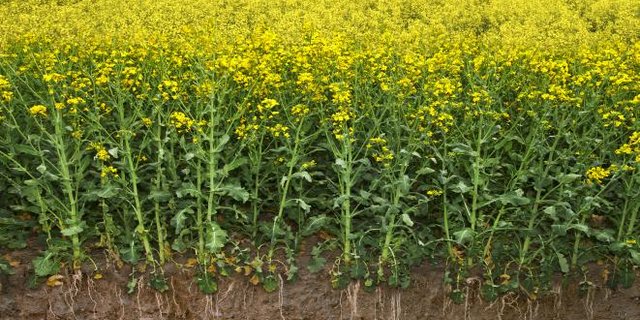 Ein Bodenprofil von Raps. (Bild Agroscope und LANAT Bern)