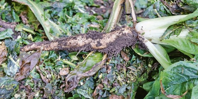 Aus dieser Wurzel bildet sich später der weiss-bleiche Chicorée-Zapfen.