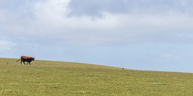 Augenzeugen wollen neun Schüsse gezählt haben, laut der Polizei waren es sieben. (Symbolbild Pixabay)