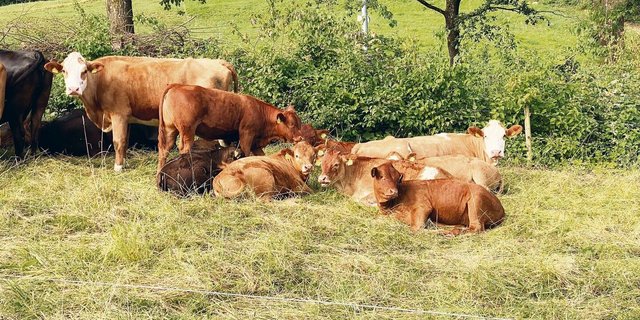 Weide-RAUS in Kombination mit Sommertrockenheit und Hitze gestaltet sich schwierig.
