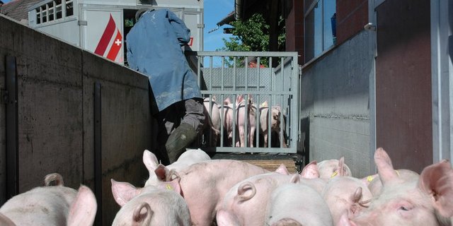 Bei einer Online-Meldung an die neue Ombundsstelle wird angegeben, wo ein Verstoss gegen Tierschutzvorschriften gesehen wurde – z. B. beim Tiertransport oder auf einem Schlachtviehmarkt. (Symbolbild BauZ)