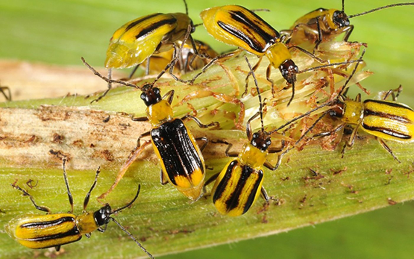 Der Maiswurzelbohrer ist der gefährlichste Schädling im Maisanbau. Seine Larven ernähren sich von den Maiswurzeln und können Ertragsausfälle bis zu 50 Prozent verursachen. (Bild Agroscope)