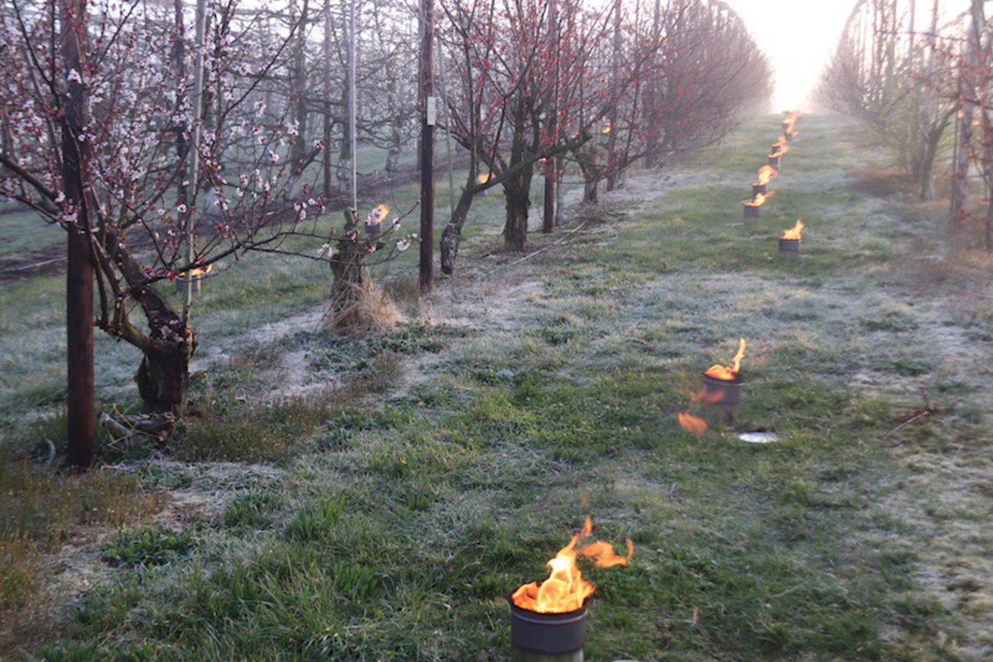 Die Frostschutzkerzen werden in Eimern in die Kulturen gestellt. (Bild Roland Müller)
