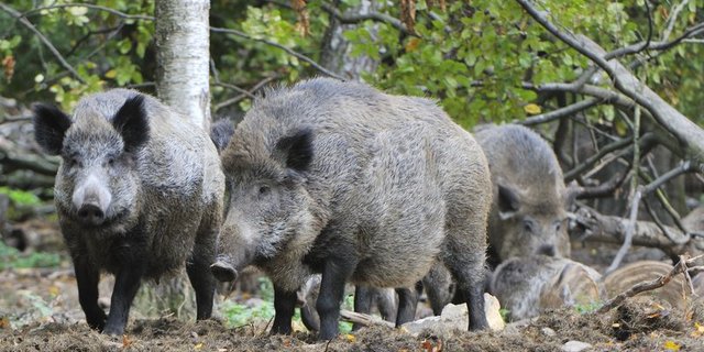 Die italienischen Bauernverbände kritisieren die hohe Wildschweinpopulation. (Bild Karin Jähne)