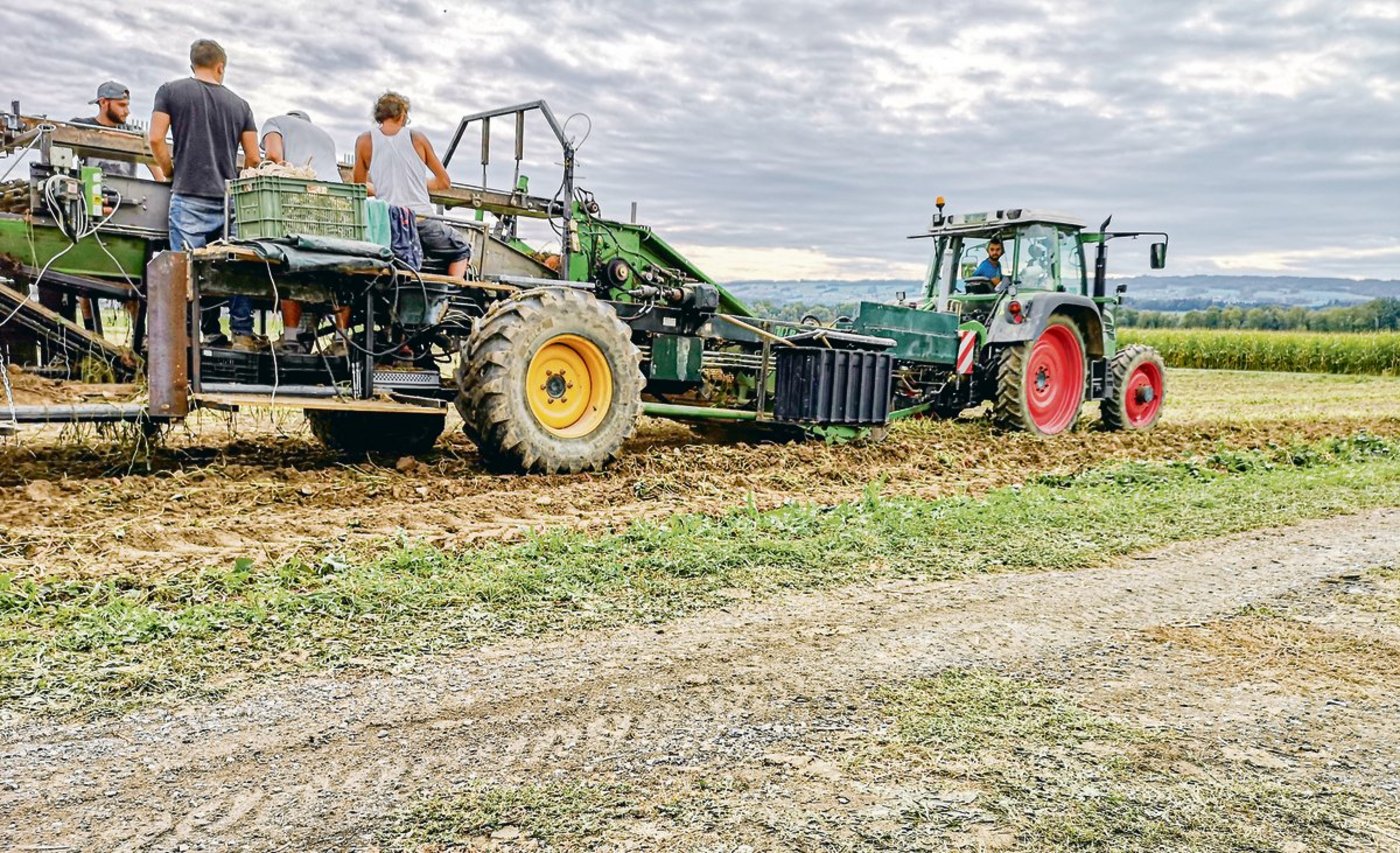 Der Umbau eines alten Überladeroders zu einem Süsskartoffelvollernter bedeutet für Familie Hagenbuch eine grosse Arbeitserleichterung. Auch die Qualität der Süsskartoffeln ist besser geworden. So braucht es für die Ernte nur noch zehn statt 30 Personen.(Bilder zVg)
