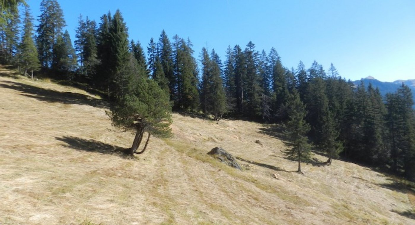 Die Moorwälder der Ibergeregg im Kanton Schwyz bilden zusammen mit den mosaikartig dazwischenliegenden offenen Moorflächen eine eigentliche Moorwaldlandschaft. Diese Waldgebiete fussen auf feuchtnassen Böden und können in ihrem Charakter mit anderen borealen Feuchtwäldern (z.B. in Skandinavien) verglichen werden. (Bild Pixabay)