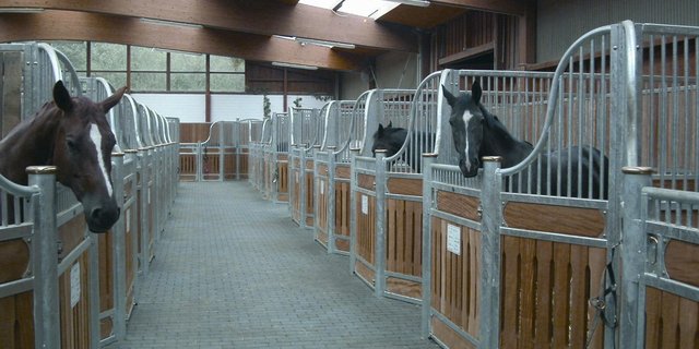 Gemäss dem Schweizerischen Tierschutz STS verbringen die meisten Sportpferde 20 bis 23h im Stall in Einzelboxen. (Bild Horseexperts, Wikimedia)