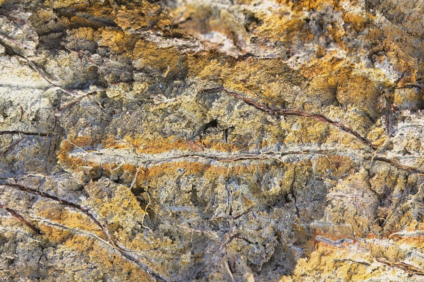 Wurzelgang in einem nassen Boden: Die Ausprägung der Flecken gibt Hinweise auf den Wasserhaushalt des Bodens.​ (Bild Kobo)