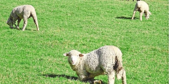 Typisches Anzeichen für Moderhinke: Die Schafe lahmen und grasen auf den Vorderknien. 