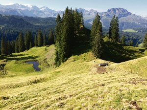 Wasserversorgung auf Schwyzer Alpen: «Das sind Projekte für Generationen» Auf vielen Alpen – hier das Alpgebiet Bergen-Schinboden – stammt das Wasser für das Vieh aus natürlichen Wasserspeichern, sogenannten Flöschen.(Bild OAK)