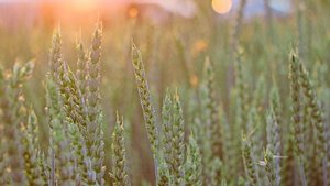 Symbolbild: ein Weizenfeld im Abendlicht. In den Geschichten des Alten und des Neuen Testaments spielt die Landwirtschaft eine grosse Rolle.  