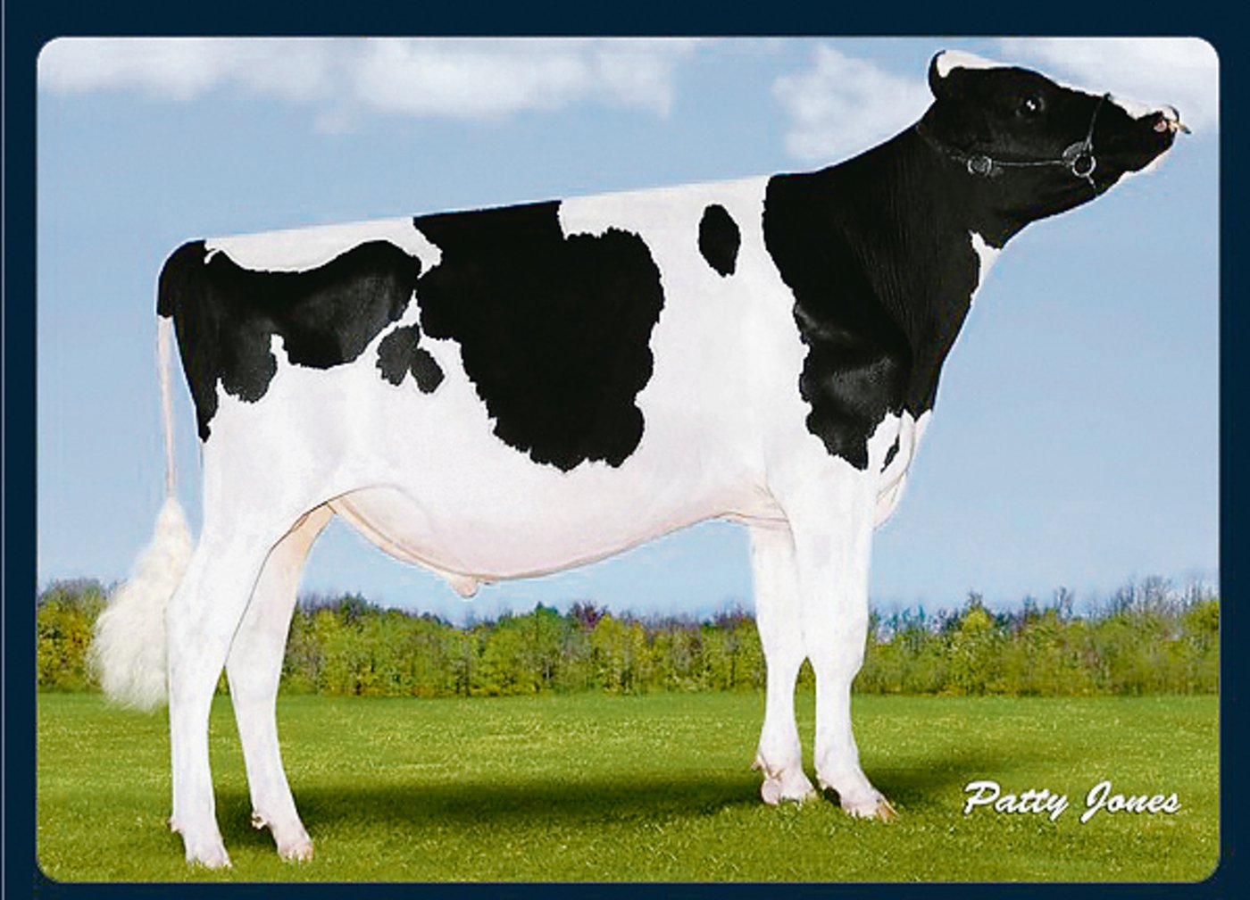 Der Stier Avalanche stammt aus einem Klon ab. In der Schweiz ist er nicht erhältlich, nun werden Embryonen von ihm importiert. (Bild pj)