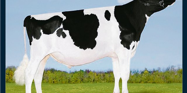 Der Stier Avalanche stammt aus einem Klon ab. In der Schweiz ist er nicht erhältlich, nun werden Embryonen von ihm importiert. (Bild pj)