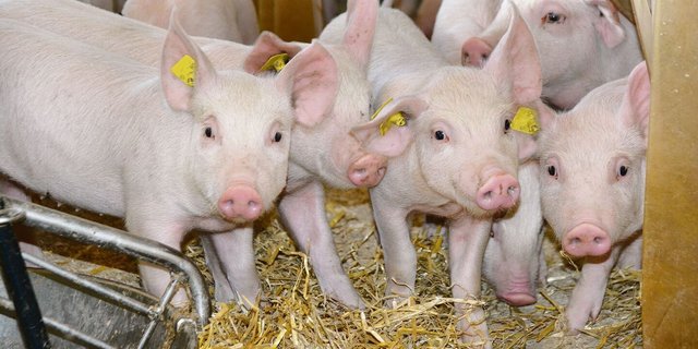 Diese Jager werden vermarktet werden können. Wegen einer zu hohen Inlandversorgung aber noch immer unter Wert.