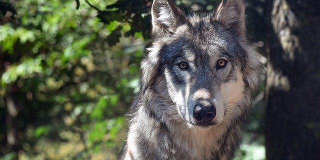 Mit dem neuen Gesetz sollen Wölfe geschossen werden können, bis es keine Schäden mehr gibt. (Bild Pixabay)