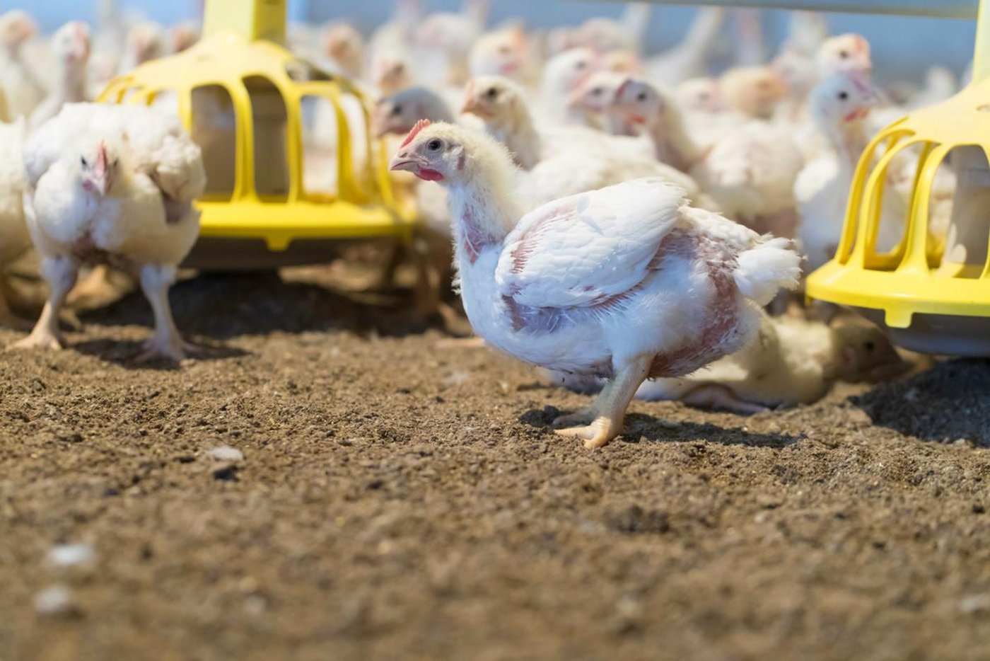 Ansteckungen mit dem Gumboro-Virus ereignen sich jedoch vor allem im Aussenbereich. Bio-Poulets sind besonders gefährdet, da bereits ab dem 21. Lebenstag Weideauslauf vorgeschrieben ist. Einen genügenden Impfschutz in diesem Alter ist jedoch nur  mit dem GVO-Impfstoff Vaxxitek zu erreichen (Bild BauZ / Peter Röthlisberger).