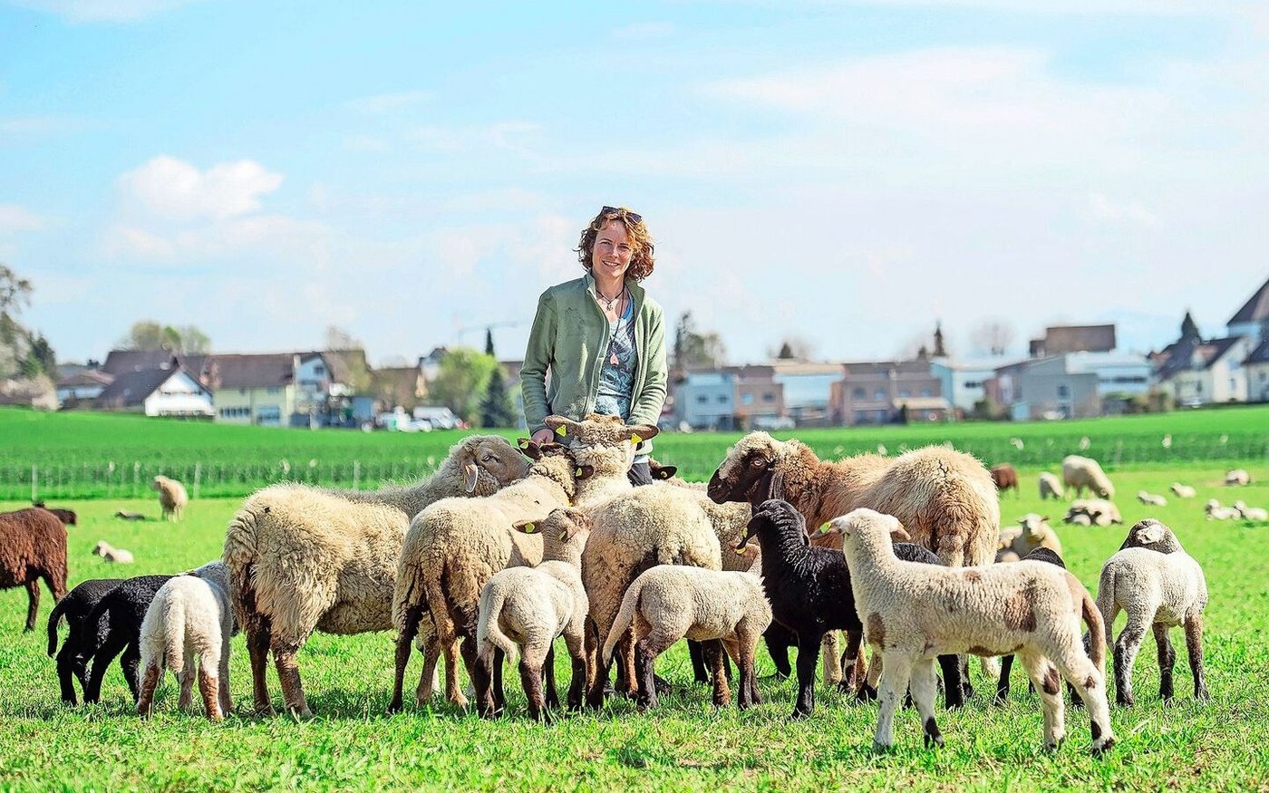 Die «Schafflüsterin» Silvana Rosenber inmitten ihrer Herde. 333 Lämmer wurden dieses Jahr auf dem Haulihof geboren. 