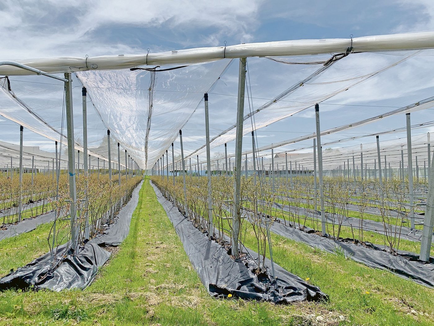 Das Potenzial für Spezialkulturen wie Beeren soll im Kanton Luzern analysiert werden. Das Bild zeigt eine Anlage für Bio-Heidelbeeren in Gelfingen. (Bild Josef Scherer)