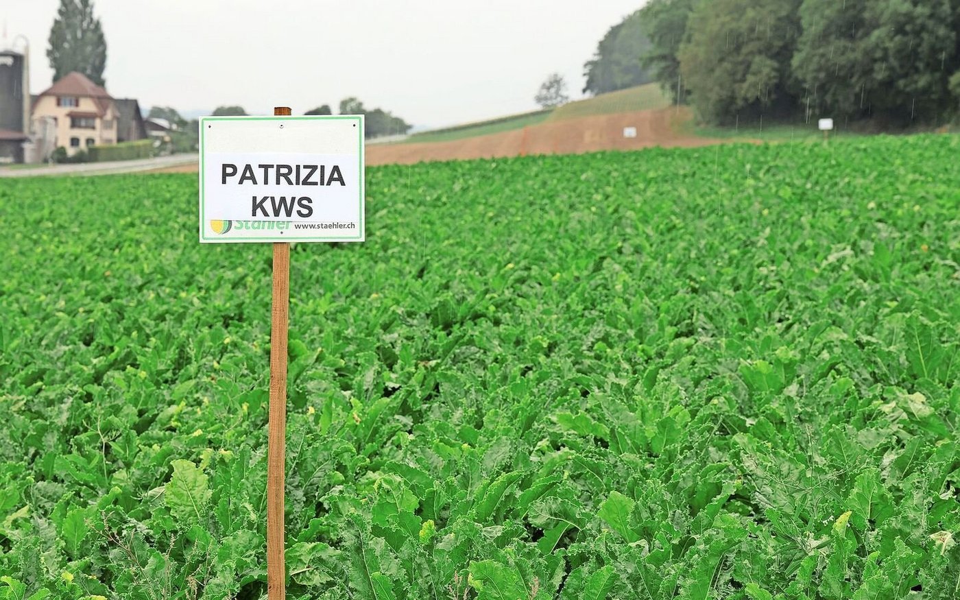 Die Sorte vereint SBR-Toleranz und gute Resistenz gegen Cercospora. 