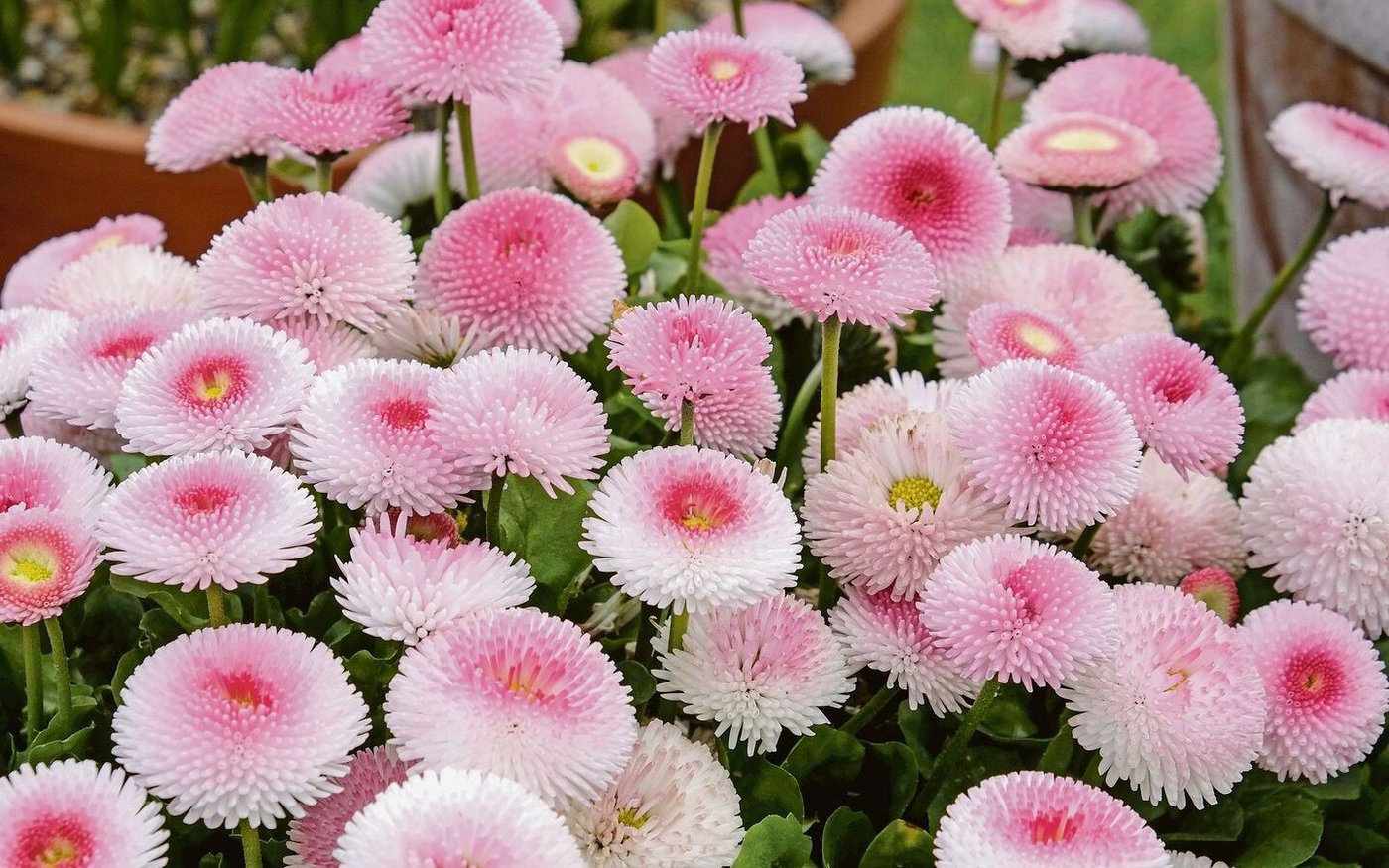 Von Bellis, dem Gänseblümchen, gibt es auch gefüllte Sorten in Rosa und Rot.