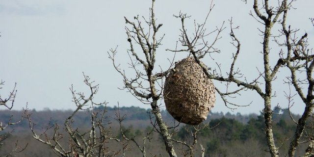 Ein typisches Nest der Vespa velutina im Südwesten Frankreichs. (Bild P.Igor/CC BY-SA 3.0)