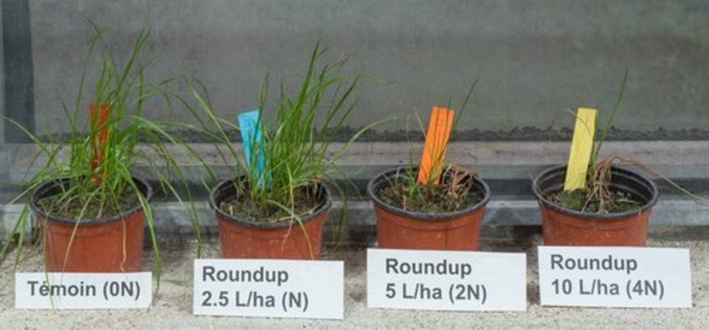 Mit verschiedenen Dosierungen wird das Resistenzniveau festgestellt. (Bild: Agroscope)