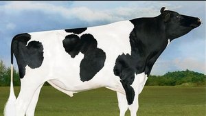 Bei den Holstein ist Bei den Holstein ist wieder Letsgo die Nummer eins nach Iset. Dieser Applicable-Sohn hat ein fehlerfreies Profil.