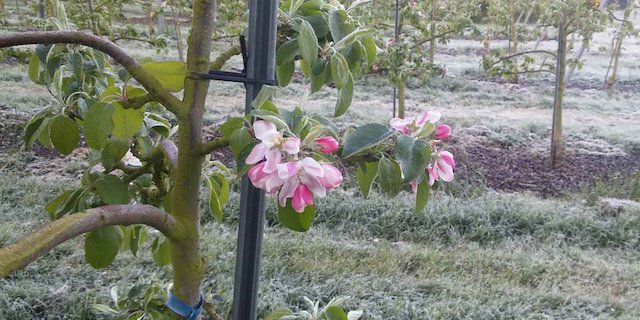 Für die kommende Nacht sind Minus-Temperaturen gemeldet. Gerade beim Obst sind Schutzmassnahmen wichtig. (Bild lid)