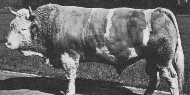 Nebelblick, ein König-Gstaad-Sohn von Andreas Bieri aus Schlosswil BE. Er wurde 1974 in die Klasse C klassiert.