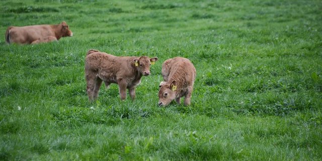 Seit 2001 hat sich die Haltung von Mutterkuhkälbern auch dank neuer Label-Programme stark verändert. (Bild BauZ)
